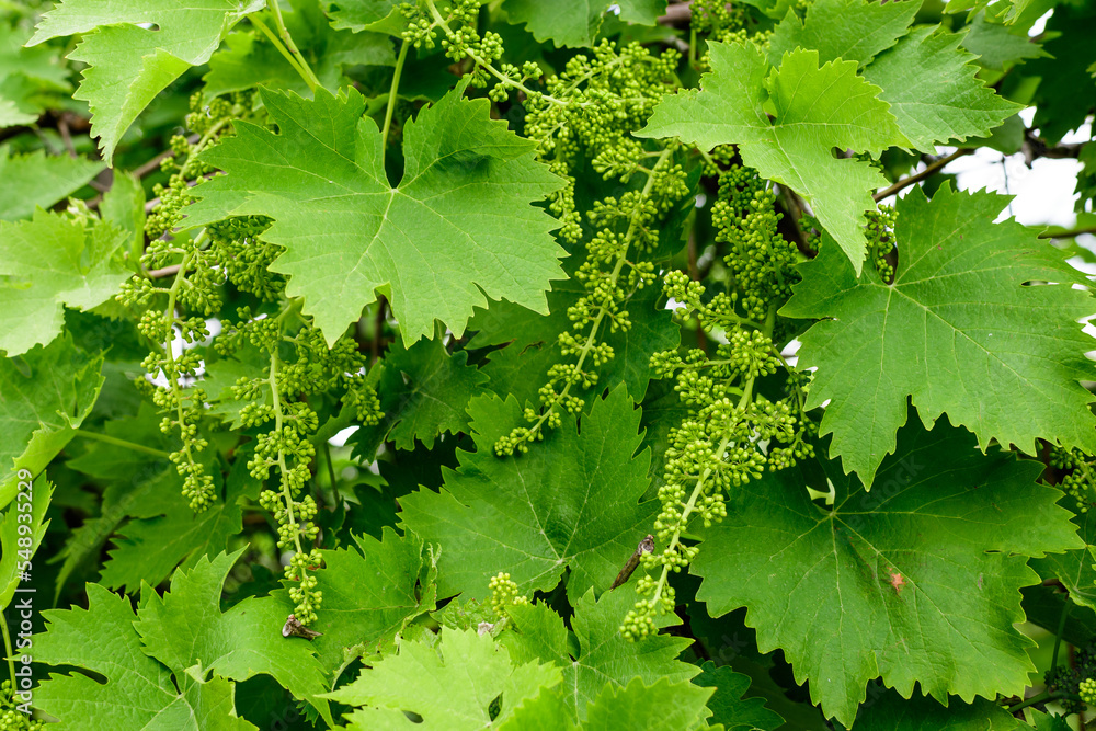 Delicate small fruits and green leaves of grape vine in a sunny summer garden, beautiful outdoor monochrome background photographed with selective focus. Delicate small fruits and green leaves of grape vine in a sunny summer garden, beautiful outdoor monochrome background photographed with selective focus.