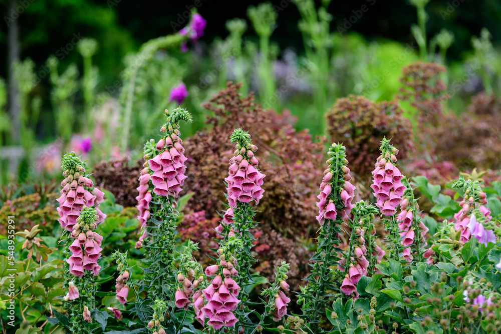 Vivid pink flowers of Digitalis plant, commonly known as foxgloves, in full bloom and green grass in a sunny spring garden, beautiful outdoor floral background photographed with soft focus. Vivid pink flowers of Digitalis plant, commonly known as foxgloves, in full bloom and green grass in a sunny spring garden, beautiful outdoor floral background photographed with soft focus.