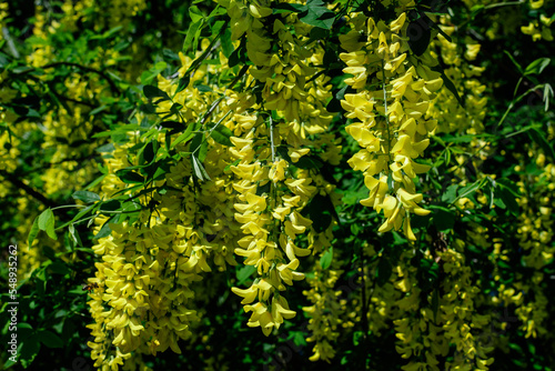 Tree with many yellow flowers and buds of Laburnum anagyroides  the common laburnum  golden chain or golden rain  in full bloom in a sunny spring garden  beautiful outdoor floral background.