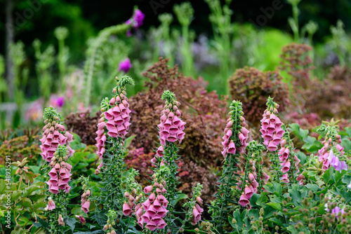 Vivid pink flowers of Digitalis plant, commonly known as foxgloves, in full bloom and green grass in a sunny spring garden, beautiful outdoor floral background photographed with soft focus.