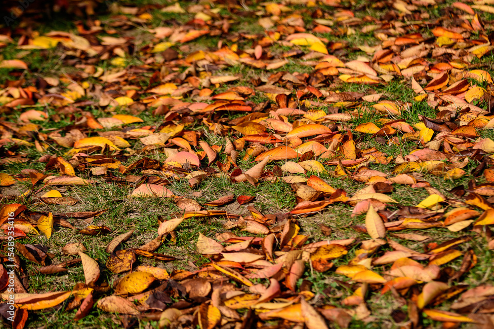 Minimalist monochrome background with many large red and orange leaves and small flowers on green grass in a park in a sunny autumn day. Minimalist monochrome background with many large red and orange leaves and small flowers on green grass in a park in a sunny autumn day.