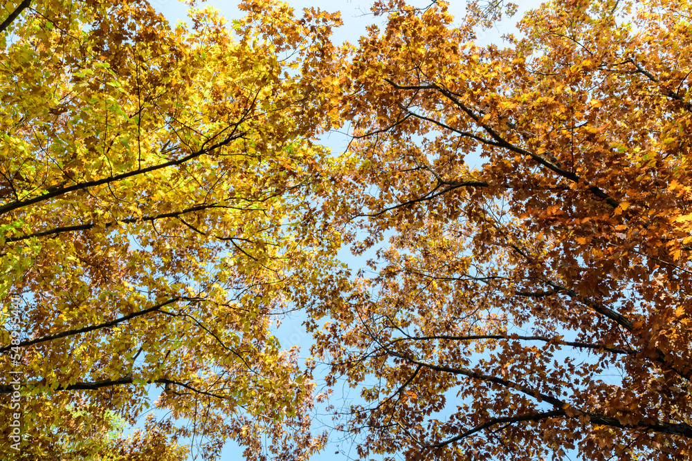 Different trees with green, yellow, orange and brown leaves towards clear blue sky in a garden during a sunny autumn day. Different trees with green, yellow, orange and brown leaves towards clear blue sky in a garden during a sunny autumn day.