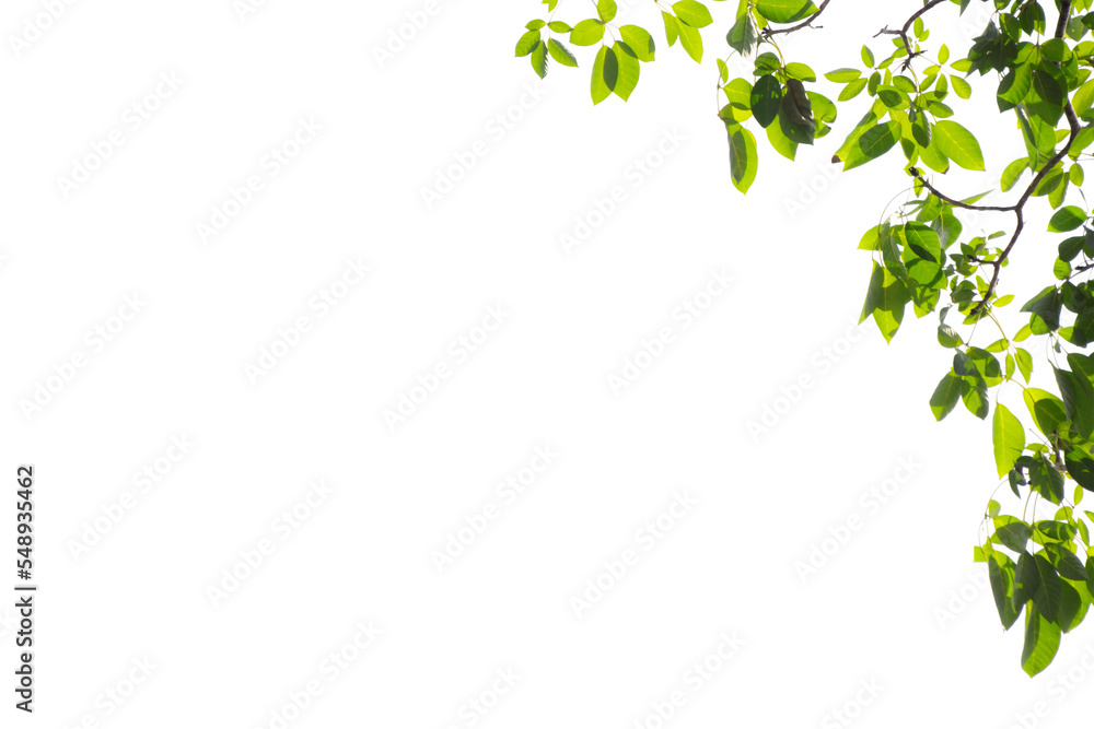 Natural green leaves frame on white background Natural green leaves frame on white background