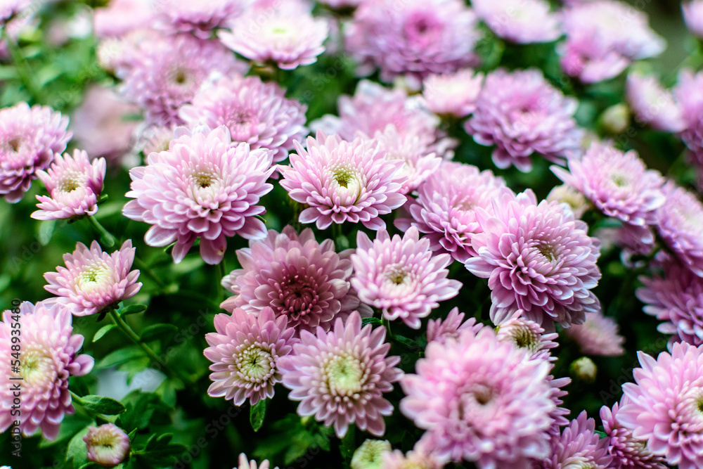 Fototapeta premium Many vivid pink Chrysanthemum x morifolium flowers in a garden in a sunny autumn day, beautiful colorful outdoor background photographed with soft focus