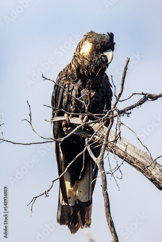 Carnaby's Black Cockatoo in Western Australia photo