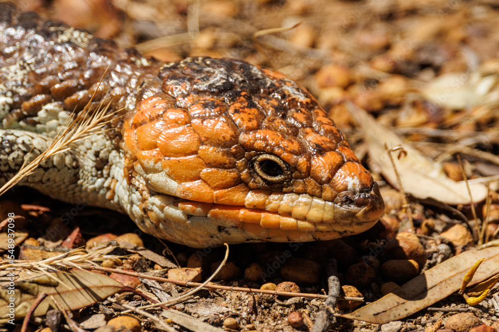 Shingle-backed Lizard in Western Australia Shingle-backed Lizard in Western Australia
