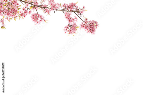 Fotografija Botany natural pink cherry blossom with white background