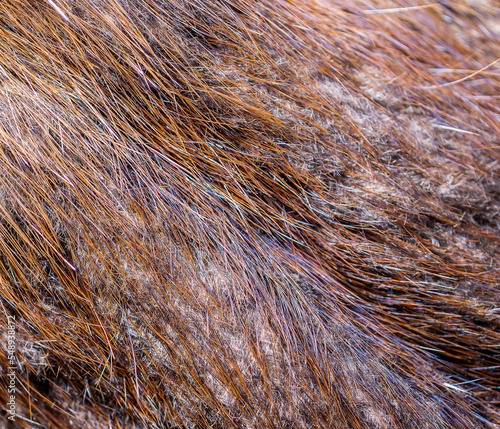 Brown animal fuffy fur background. photo