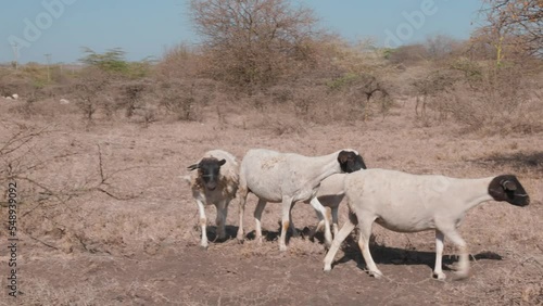 sheep searching for water and food in an African landscape in the extreme drought photo