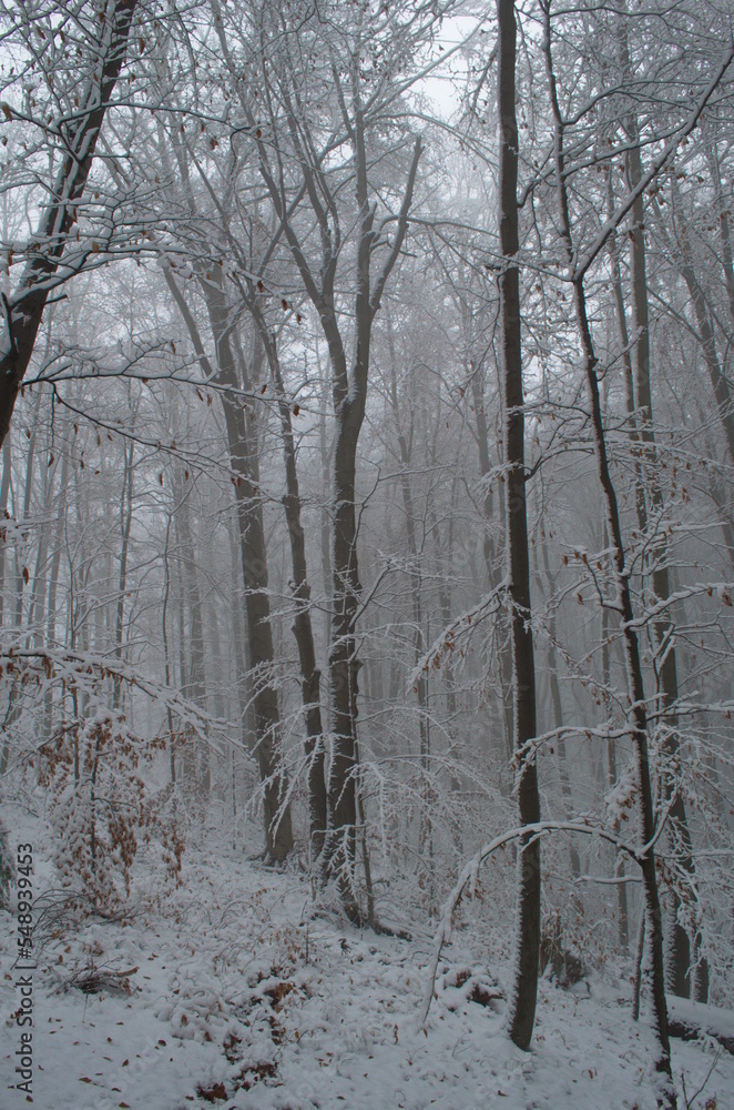 Cold and snowy winter road in the forest during snowstorm. Cold and snowy winter road in the forest during snowstorm.