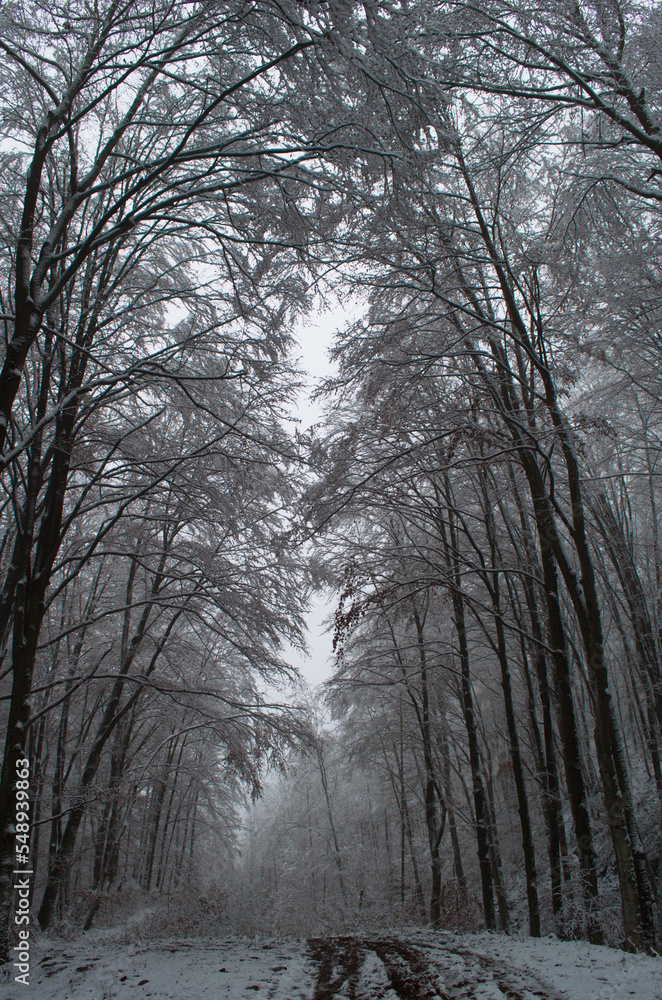 Obraz premium Cold and snowy winter road in the forest during snowstorm.