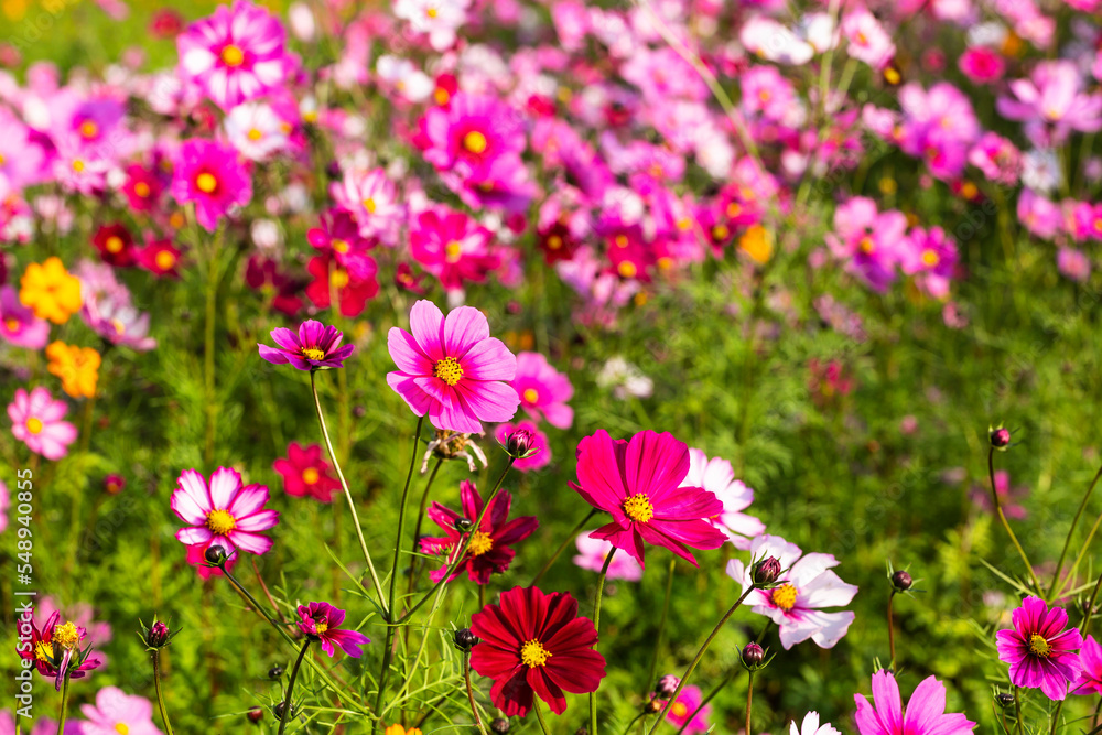 Field of cosmos flower Field of cosmos flower