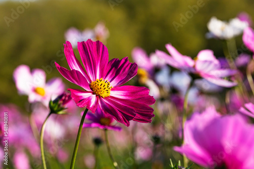 Field of cosmos flower