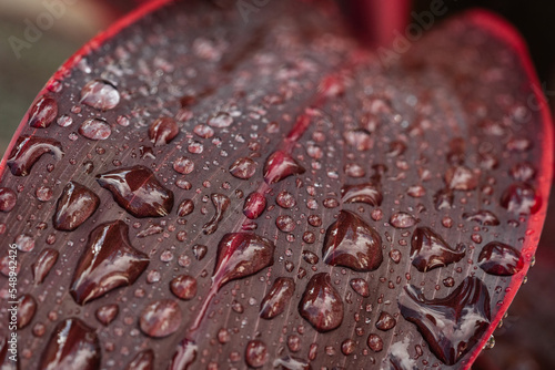 Leinwand Poster texture of wet bright red bodice leaf with drops of dew or rain