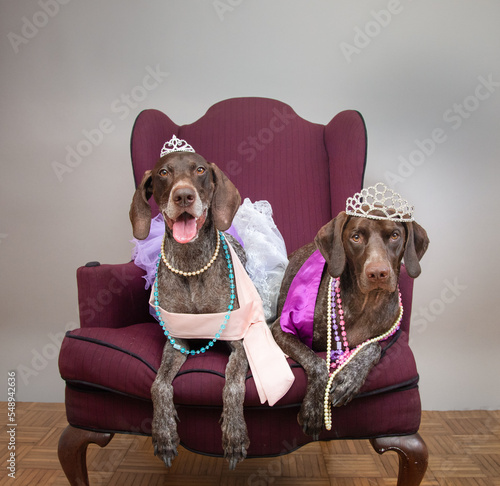 Two German shorthaired pointer dogs sitting on a chair dressed as princesses photo