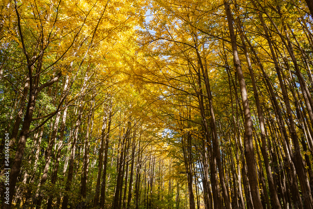 Fototapeta premium a ginkgo tree forest that grows long in autumn