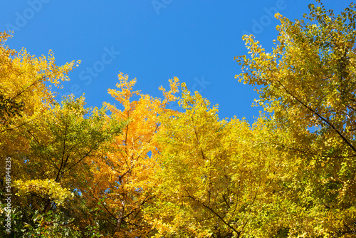 Ginkgo Tree Forest and Blue Sky