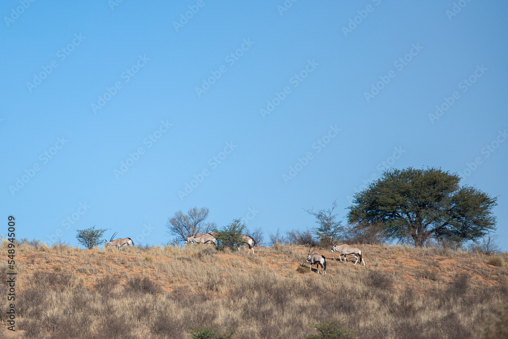 Gemsbok or oryx grazing on the sand dunes of the Kalahari desert, South Africa Gemsbok or oryx grazing on the sand dunes of the Kalahari desert, South Africa