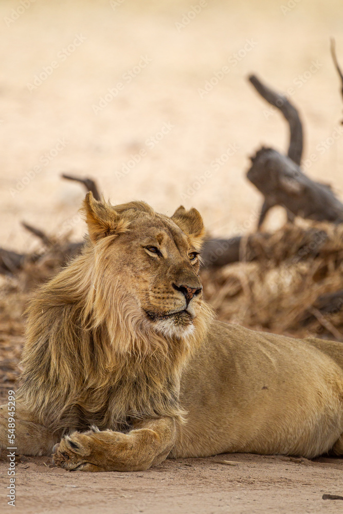 Obraz premium Young black-maned lion at a water hole in the Kalahari desert, South Africa 