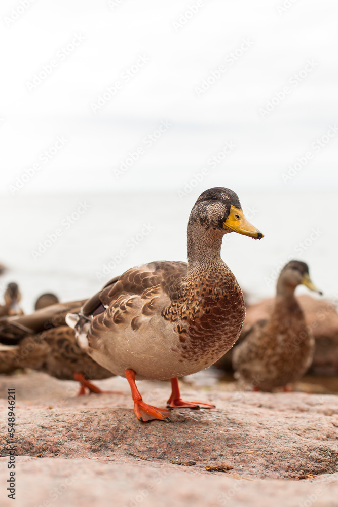 Stockente steht auf rotem Felsen am Ufer.
Mallard duck stands on red rock on the shore. Stockente steht auf rotem Felsen am Ufer.
Mallard duck stands on red rock on the shore.
