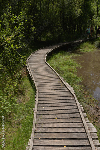 boardwalk over pond rustic bridge in forest sunny day trees shadow perspective