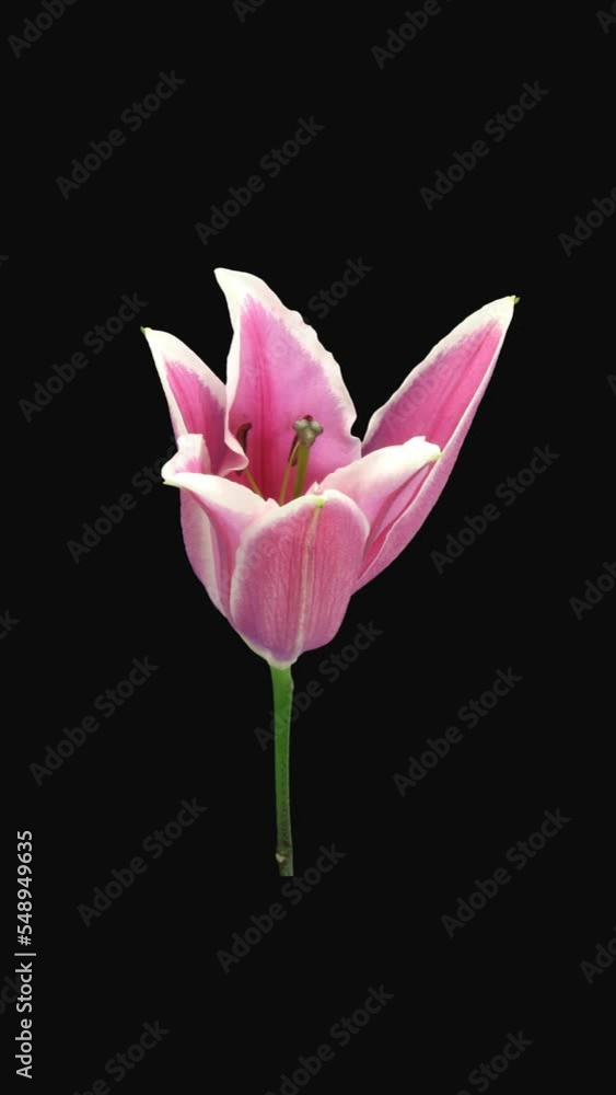 Time lapse of opening beautiful pink Lily flower with ALPHA transparency channel isolated on black background, vertical orientation Time lapse of opening beautiful pink Lily flower with ALPHA transparency channel isolated on black background, vertical orientation