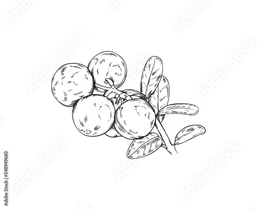 Vector black line botanical illustration of bearberry branch isolated on white background