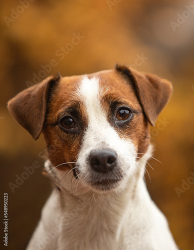 jack russell terrier portrait © Keit