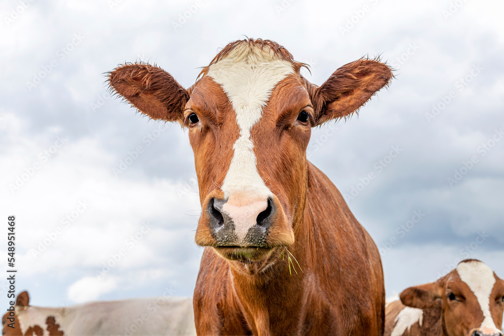 Cow portrait, wet by rain, a cute red one, with white blaze and pink nose and friendly expression