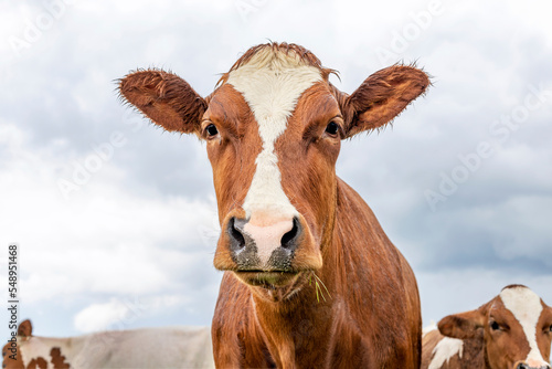 Obraz na płótnie Cow portrait, wet by rain, a cute red one, with white blaze and pink nose and friendly expression w salonie