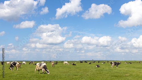 Cows grazing in the field, peaceful and sunny in Dutch landscape of flat land with a blue sky with white clouds