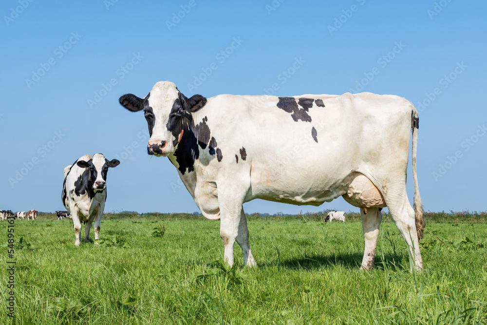 Cow black and white, udder large and full and mammary veins, a green field and a blue sky