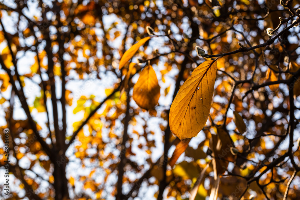 Close-up shot of leaves in the autumn sun Close-up shot of leaves in the autumn sun