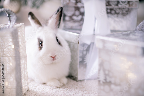 White rabbit with a gift under the tree as a symbol of the new year 2023.