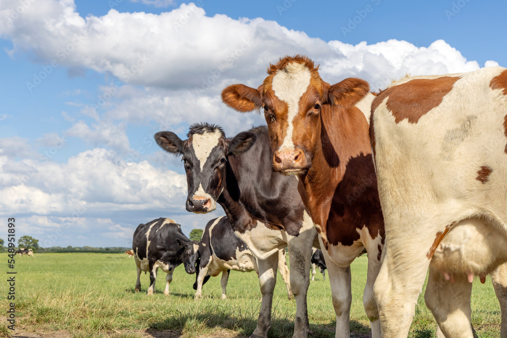 Cows play peekaboo, black red and white, looking curious, multi color diversity  in a green field