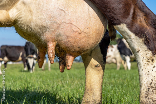 Cow udder and teat close up, full and round, four teat soft pink and mammary veins