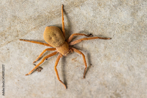 A large orange female Australian badge huntsman spider (Neosparassus Diana) clinging onto a wall photo