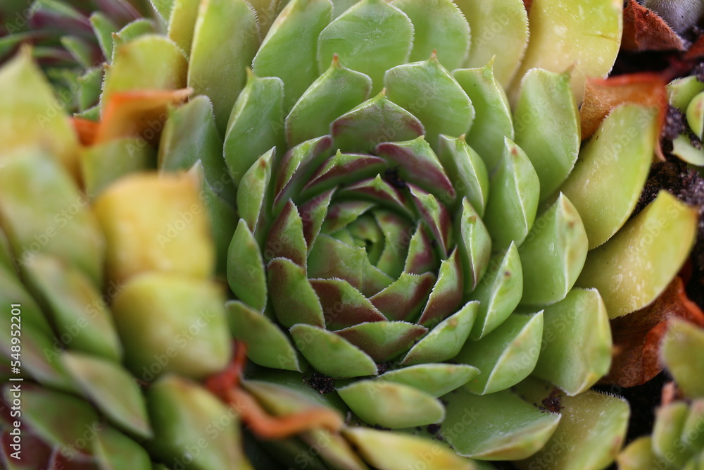 Obraz premium rojnik Jiekke Varre Sempervivum