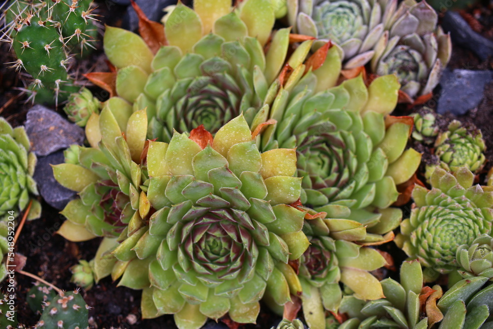 rojnik Jiekke Varre Sempervivum rojnik Jiekke Varre Sempervivum