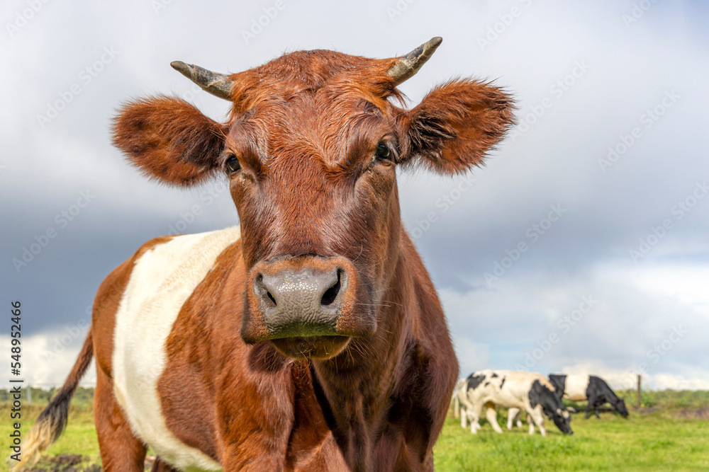 Dutch Belted cow, Lakenvelder cattle, with horns, red and white livestock, looking at camera, approaching coming forward
