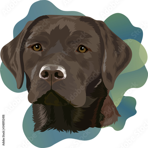 Chocolate Labrador Retriever. Portrait of a dog on a colored background. Vector illustration.