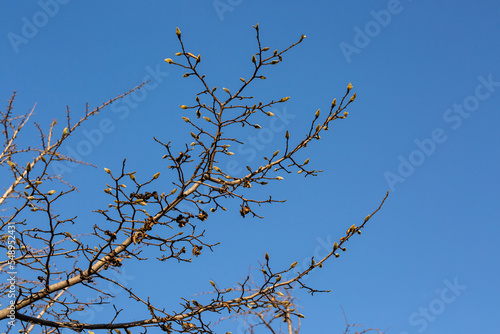 Blue skies and slender ginkgo branches