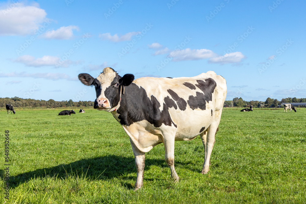 Dairy cow standing on green grass in the pasture, looking curious, black and white milk stock in a field, blue sky