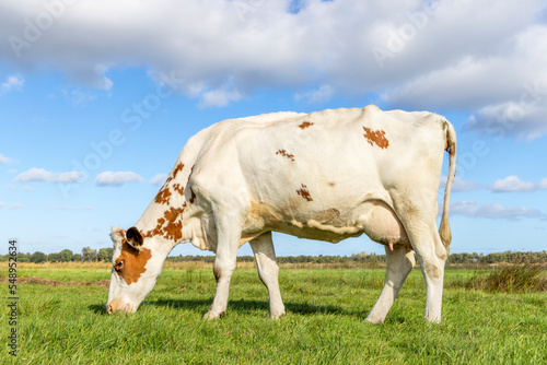 Dairy cow grazing  red and white spotted coat  full length side view  round pink udder and blue sky  green field