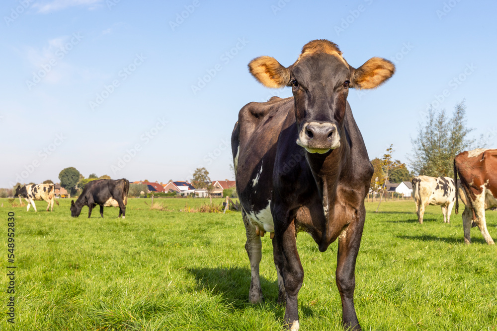 Swiss brown cow oncoming, approaching full length, blue sky, standing in the field