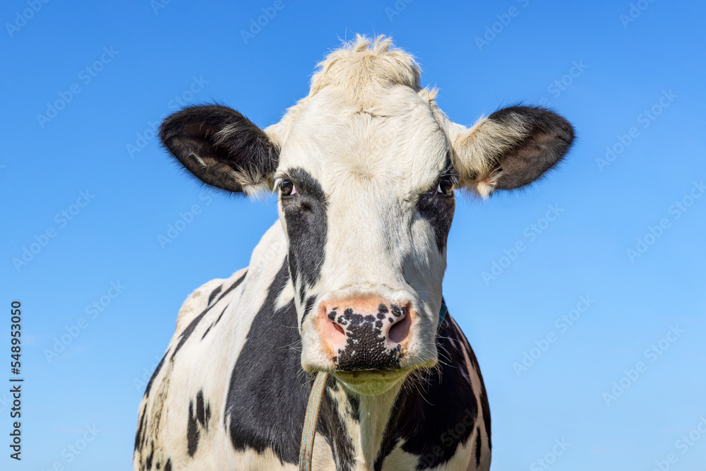 Dutch cow, black and white looking at camera, pink nose, in front of a blue sky Dutch cow, black and white looking at camera, pink nose, in front of a blue sky