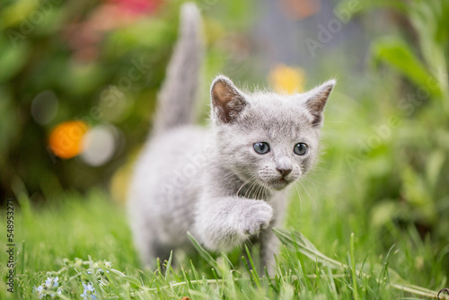 kleines graues Kätzchen im Garten | Russisch blau