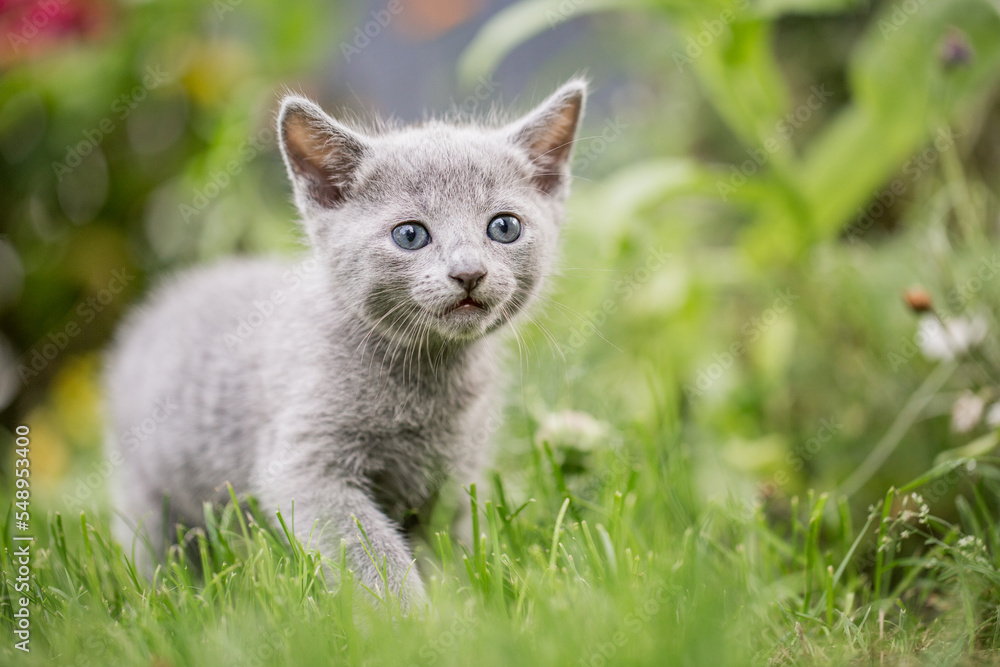 kleines graues Kätzchen im Garten | Russisch blau