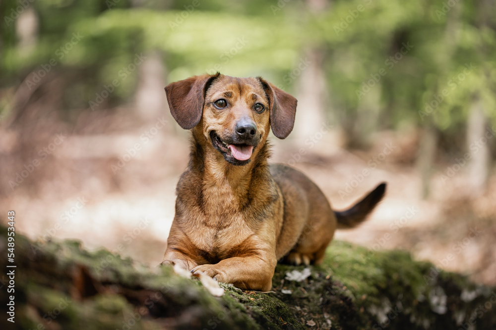 Dachshund beim Freilauf ohne Leine, Wald, Mischling, Junghund Dachshund beim Freilauf ohne Leine, Wald, Mischling, Junghund