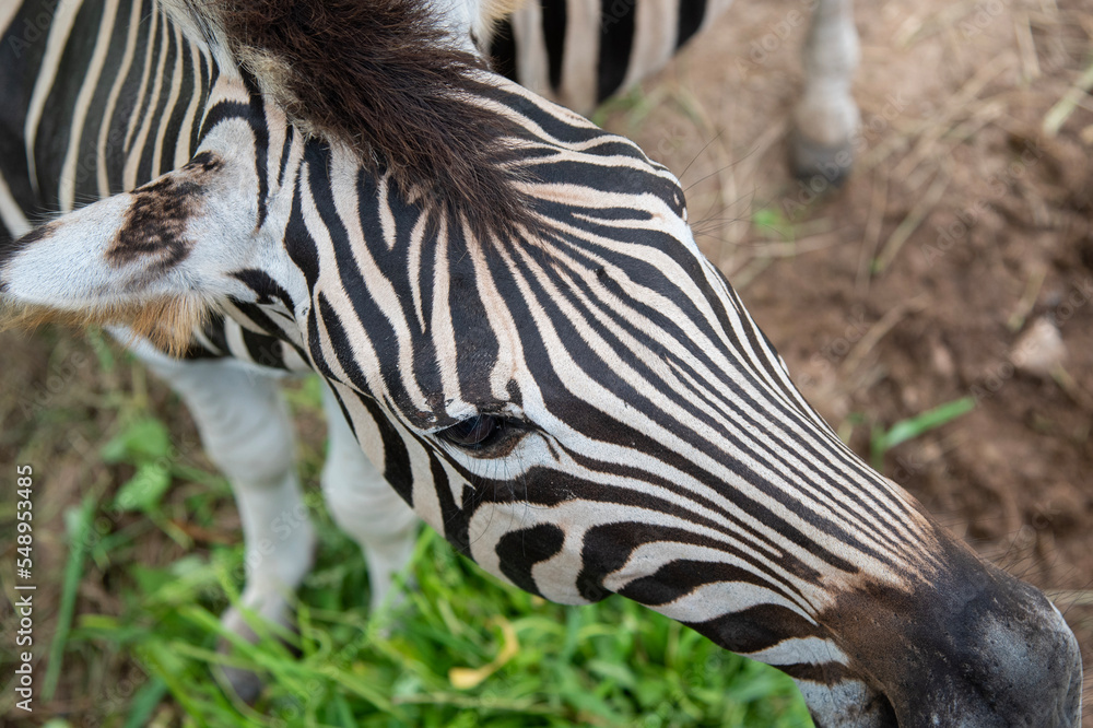 Naklejka premium Zebra skin detail on the zoo